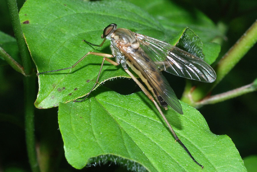 Rhagio cf.  tringarius ♂ (Rhagionidae)